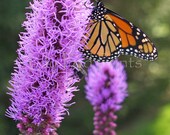 Butterfly photograph - Drinking from Purple 8x10 fine art print - orange red purple, summer garden, Maine, home decor