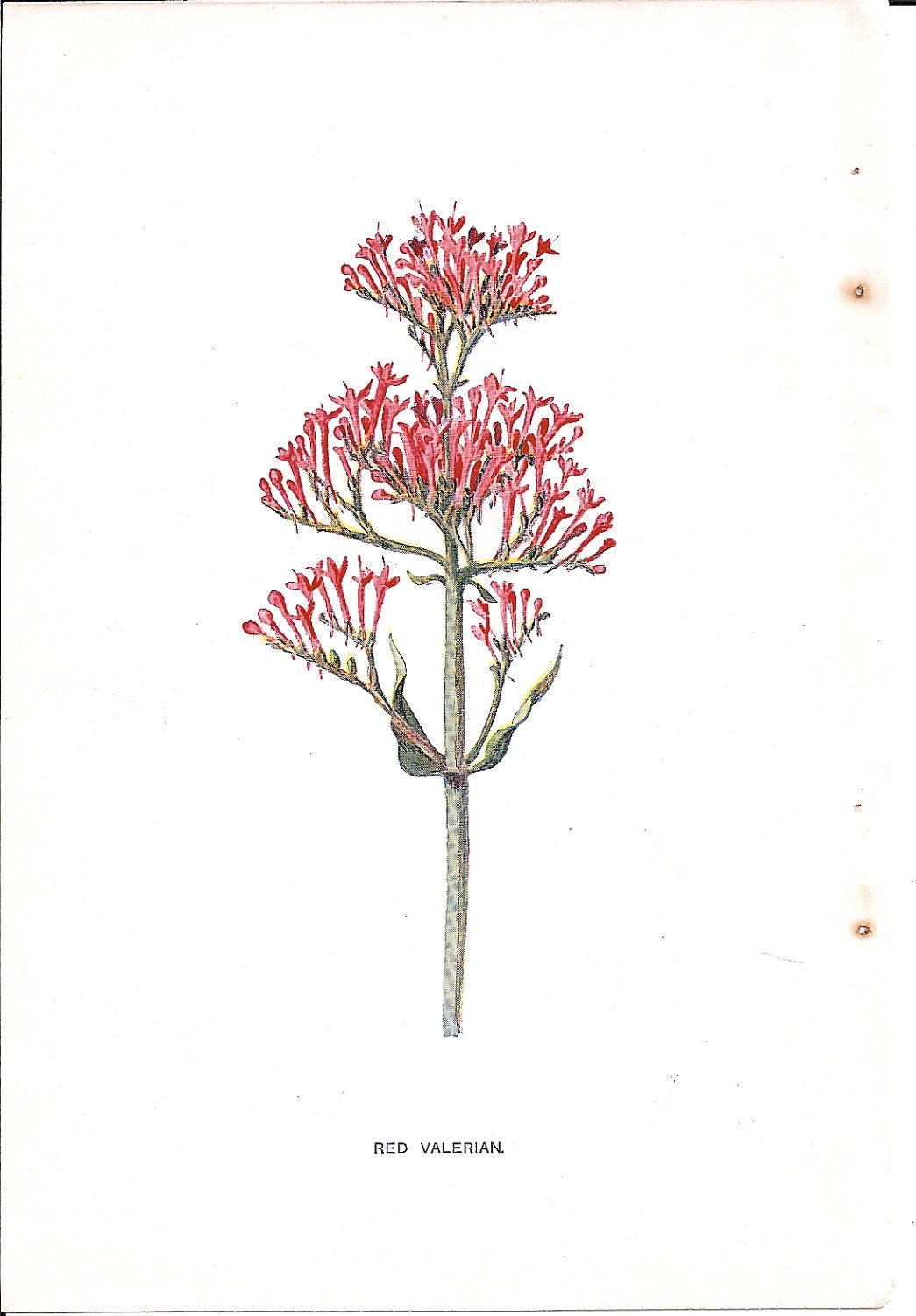 Antique English Botanical Print of Red Valerian Bloom