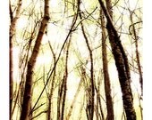 Through The Trees 8x12 - Deer Photo - Animal Photography - Deer Decor - Wildlife Photo - Woodland Animal Print - Nature Photograph