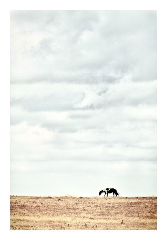 Pinto 8x12 - Horse Photograph - Rustic Horse Photo - Minimalist Horse Art Print - Western Art - Animal Photography