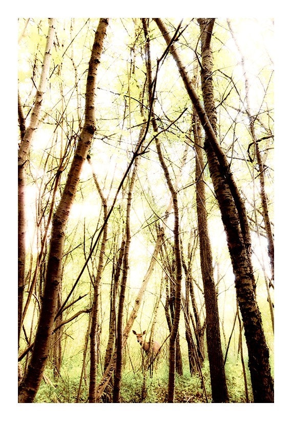 Through The Trees 8x12 - Deer Photo - Animal Photography - Deer Decor - Wildlife Photo - Woodland Animal Print - Nature Photograph
