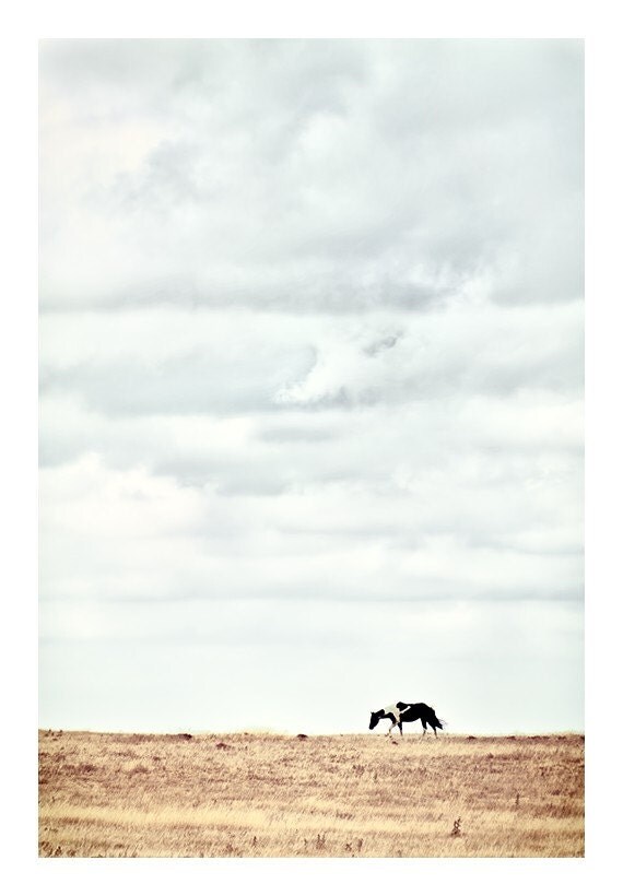 Pinto 8x12 - Horse Photograph - Rustic Horse Photo - Minimalist Horse Art Print - Western Art - Animal Photography