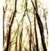 Through The Trees 8x12 - Deer Photo - Animal Photography - Deer Decor - Wildlife Photo - Woodland Animal Print - Nature Photograph