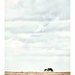 Pinto 8x12 - Horse Photograph - Rustic Horse Photo - Minimalist Horse Art Print - Western Art - Animal Photography