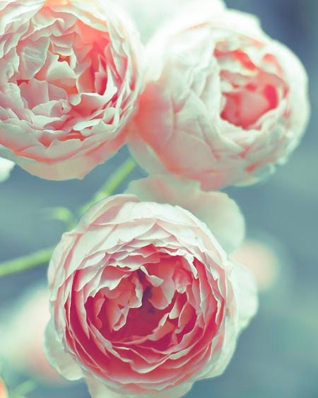 Flower photography, pink roses, teal blue green, summer garden, Pastel Shabby Chic, 8x10 photo