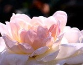 Rose Art - Can't You Just Smell This Rose - photograph print 8x10