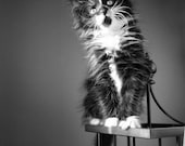 Black White, Kitten Priscila 8x10 Fine Art Photograph, Cat Animail Photography