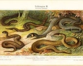 1894 Antique SNAKE print, VIPERS,  colors,  fine lithograph