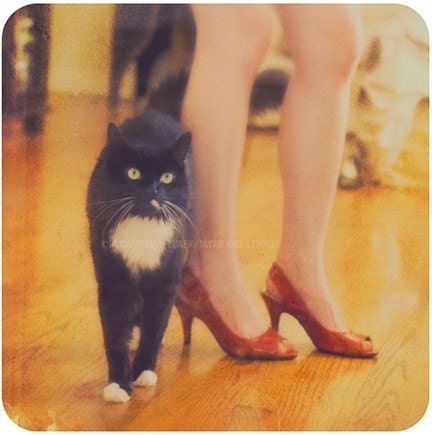 black cat photograph, catwalk, Halloween, cute tuxedo cat furry feline, legs, ruby red high heels, orange yellow fashion, animal, print 5x5 - sixthandmain