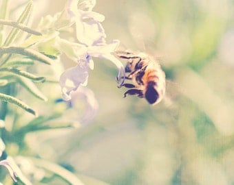 Rosemary & her bee, nature photography, bee photograph, kids room, blue pastel dreamy pale mint green, lilac spring kitchen herb blooms 5x5