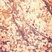 pink flowers nursery art, cherry blossom tree photograph, Oh to be a bumblebee, romantic shabby chic plum red pink spring nature sunshine