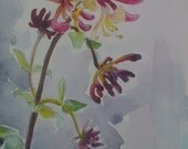 Honeysuckle showing its colours