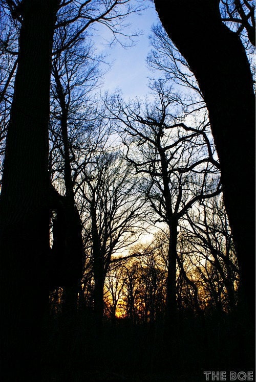 Forest Park Trail at Sunset 8x12 Photography Print, Woodland Wall Decor, Nature Art, Trees, Rustic Decor