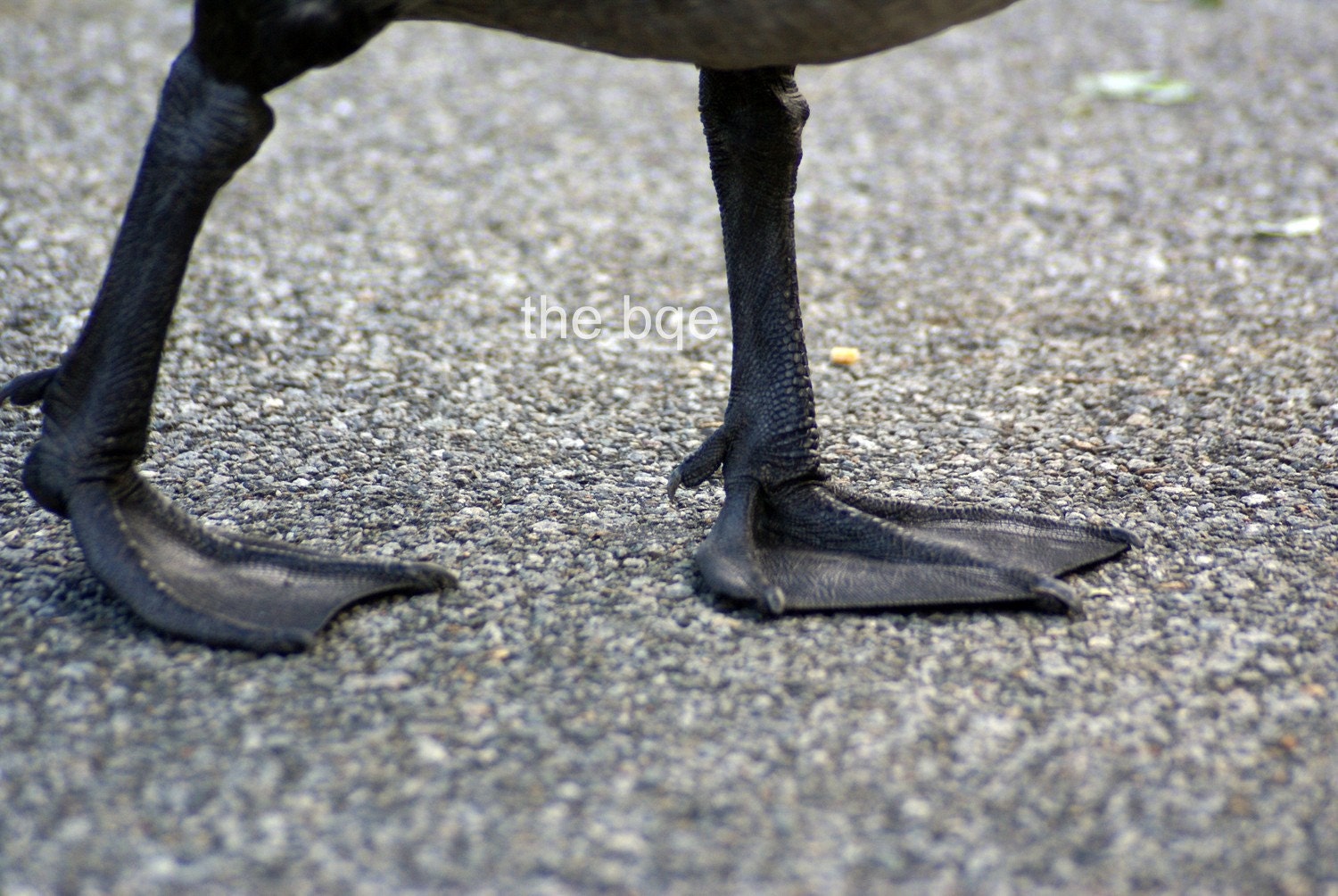 Canadian Goose Webbed Feet 8x12 Photography Print, Nature Birds Photo, Canada Geese, Animal Photo
