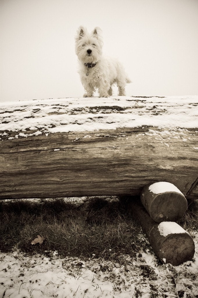 I am Crumpet 3 - Westie - West Highland terrier - Dog Photography - Wall Décor - 7x5 Print