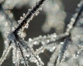 Icy branch - Fine Art Photograph - UnaPhoto
