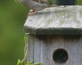 Female Sparrow Beakful of Nesting Material Bird House 5x7 Fine Art Photographic Print Home Decor