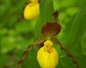 Northern Yellow Lady Slipper Orchid Wisconsin Woodland Spring 5x7 Fine Art Photographic Print Cottage Decor Under 10