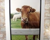 Irish Cow Photo Card . Bad Manners in Galway