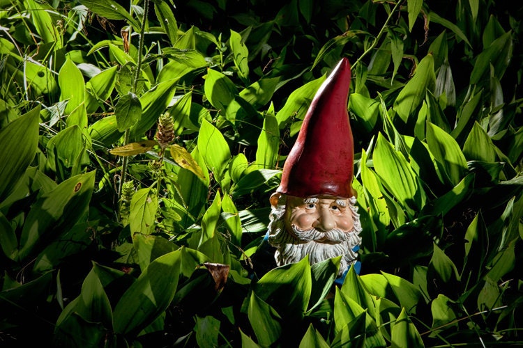 Photo of a Garden Gnome No 47 among the Lilies of the Valley