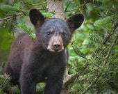 Photo of a Black Bear Cub in Northern Minnesota