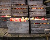 Crated Apples waiting for the Cider Press - A Fine Art Photograph