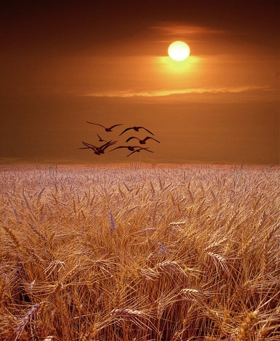 Gulls flying over a Wheat Field at Sunset a Michigan Fine Art Photograph