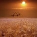 Gulls flying over a Wheat Field at Sunset a Michigan Fine Art Photograph