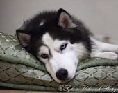 Pet Portrait Dog Photograph Siberian Husky Dog portrait White Black green wall decor 4x6 Fine Art Photography Print
