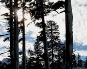 Pacific Northwest photograph  - "Snow in the Trees" on Mount Rainier 5" x 7" art print Cascades, Twilight inspired