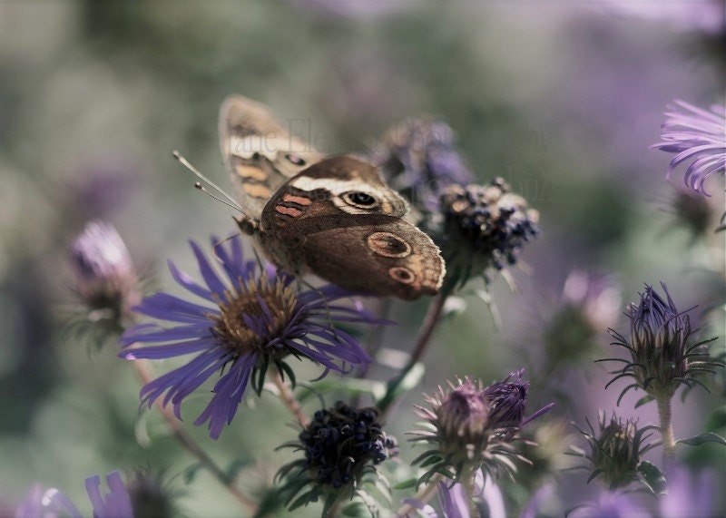 Beauty - 5" x 7" butterfly photograph nature, botanical, dreamy soft colors, purple