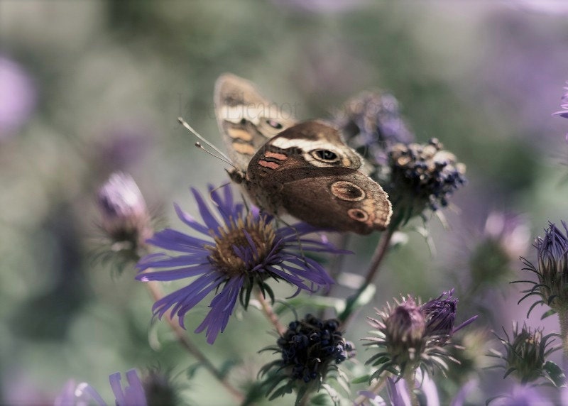 Beauty - a nature photograph, a delicate butterfly on purple asters 8" x 12" soft and dreamy art print