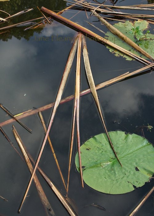 Floating World Number Three - nature photograph 5" x 7" art print serene lotus pond - in stock