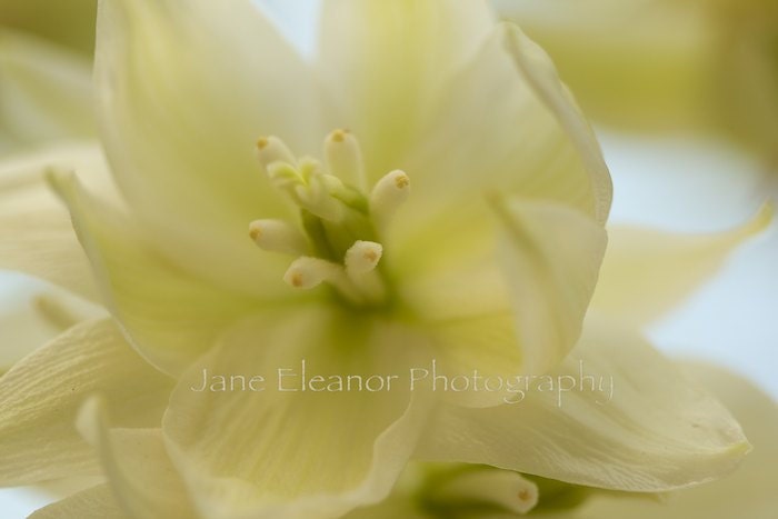 Flower Photograph "Ivory Dream" 5" x 7" botanical Yucca smalliana, soft, creamy bloom
