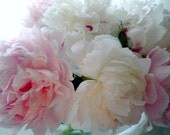 Peonies SHABBY CHIC, 10 x 8, "Blushing Pink And White  Peonies," Featured On Etsy's Front Page, Maine Summer Garden Romance