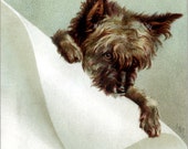 Cairn Terrier Card - Toto Dog Greeting Card - Repro Vtg Image - KatyDidsCards