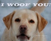 Dog Photography Greeting Card  Wall Art Yellow Labrador says I WOOF YOU