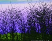 Landscape Photography Greeting Card Print Watercolor Play on Color Green Blue Purple Tree Grove