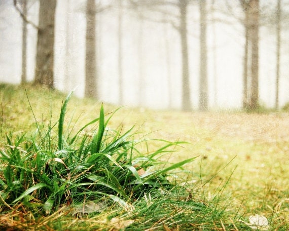 Nature photography, spiderweb in the grass, foggy Norwegian forest, fine art print, wall decor 8x10