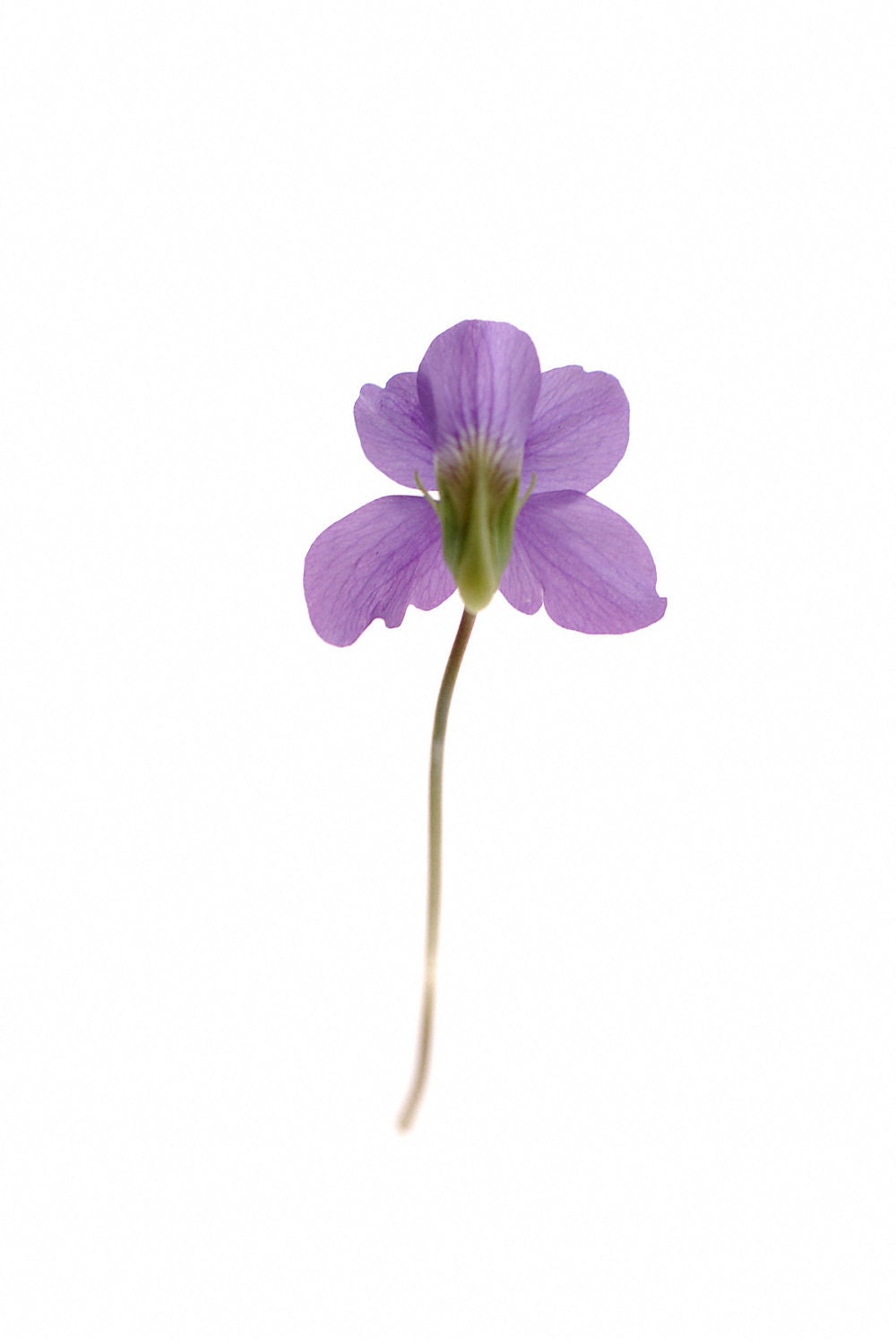 spring bloom photograph  purple violet back woodland wildflower
