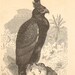 1889 Eagles, Birds of Prey, African Fish Eagle, Golden Eagle, Harpy Eagle, Long-crested Eagle Original Antique Engraving to Frame