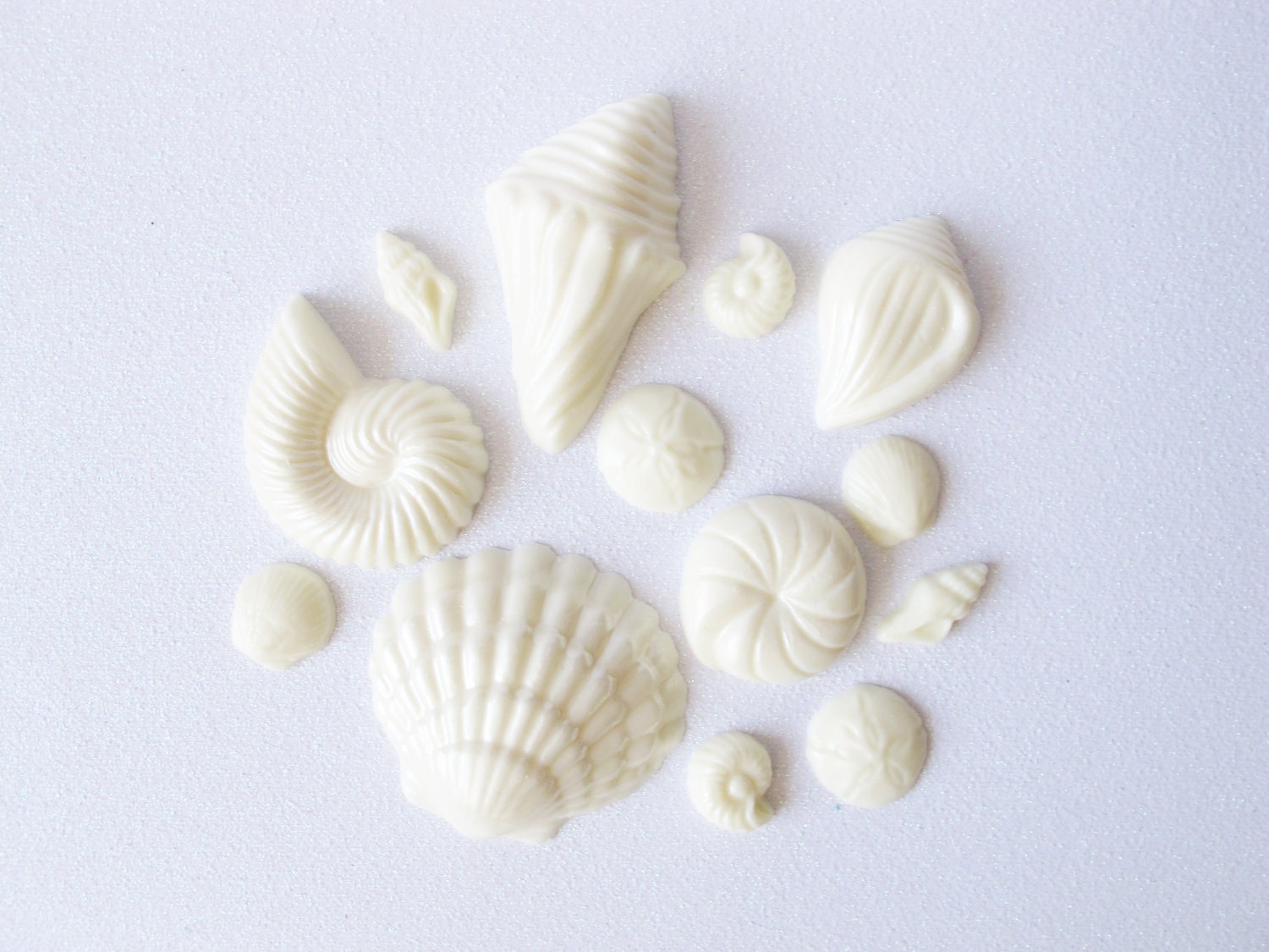 12 Chocolate Seashells: Starlight White Glimmer