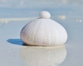 Beach Decor, Sea Shell Print, Sea Urchin Photography