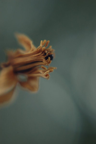 Winter teal photography -  orange, brown, dreamy, white, blossom, surreal, blue, floral, fine art photograph,5x7 print - dullbluelight