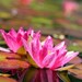 Waterlily Reflections Fine Art Print-8x10