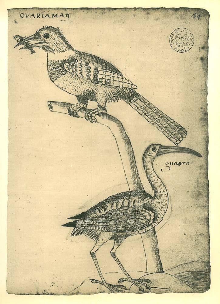 Birds Maranhao Vintage Sketch Drawing Art  Print Illustration Brazil