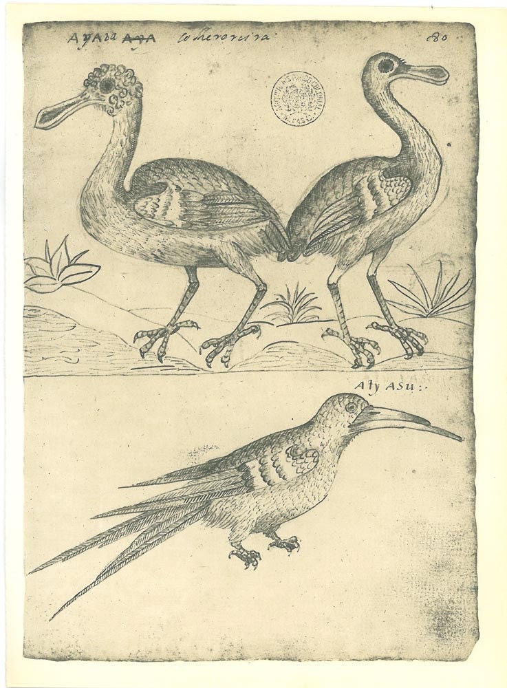 Bird Print Roseate Spoonbill and Black Skimmer Vintage Illustration Maranhao  Brazil