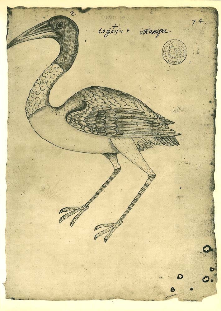 Vintage Bird Print Stork Sketch Drawing, Art Print, Jabiru Maranhao Brazil