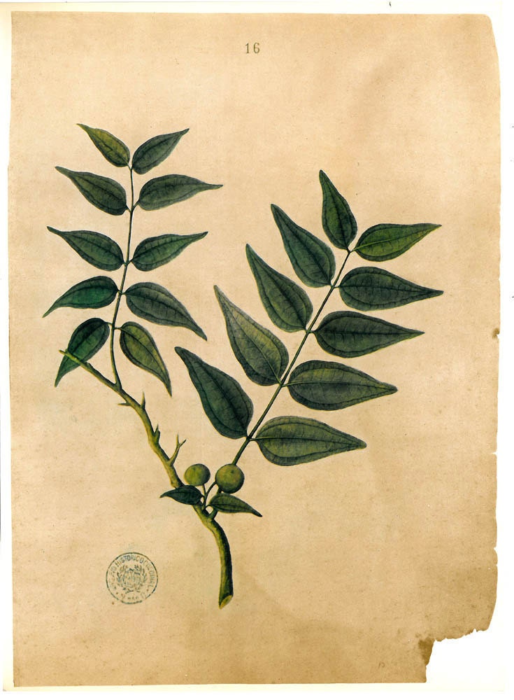 Botanical Print Flora Illustration Timor Plant Vintage Bico