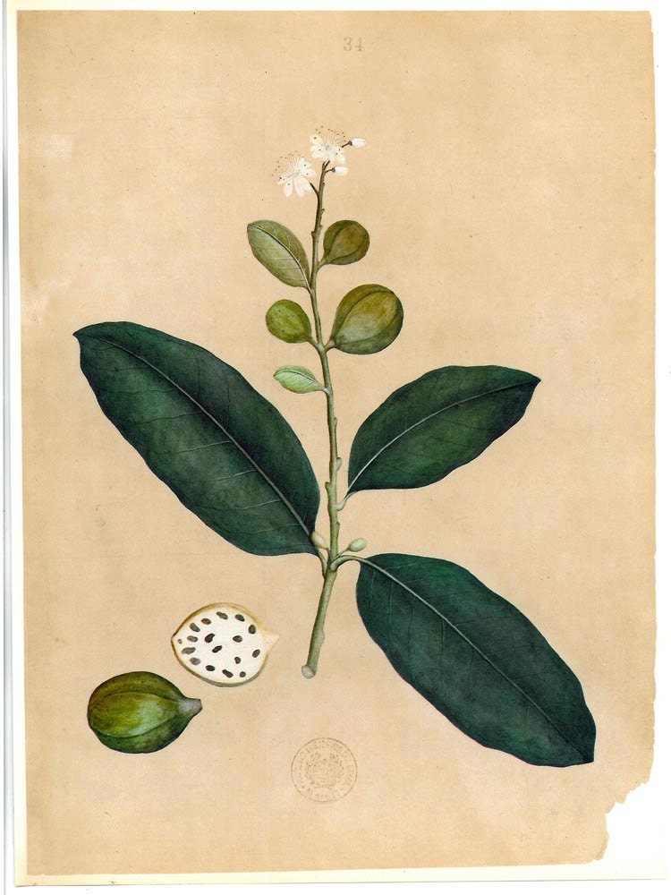 Botanical Illustration Guava Plants Timor Psidium guajaba Print to Frame